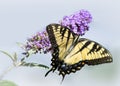 Yellow Swallowtail Butterfly on Purple Flower Isolated Royalty Free Stock Photo
