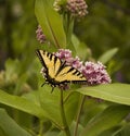 Yellow Butterfly on purple wild flowers Royalty Free Stock Photo