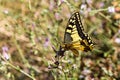 Yellow butterfly in Raganello Gorge in Civita, Calabria, Italy. Beautiful mountain landscape of Pollino National Park