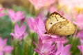 Yellow butterfly on Rain Lily flower blooming in rainy season ,Fairy Lily, Zephyranthes grandiflora Royalty Free Stock Photo