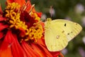 Yellow Butterfly on Red Flower Royalty Free Stock Photo