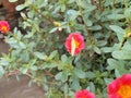 Yellow Butterfly On The Red Flower Royalty Free Stock Photo