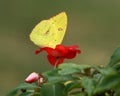 Yellow Butterfly on Red Flower Royalty Free Stock Photo