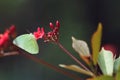 A yellow butterfly on red flower Royalty Free Stock Photo