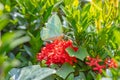 Yellow butterfly on Red Ixora flower in garden Royalty Free Stock Photo