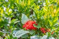 Yellow butterfly on Red Ixora flower in garden Royalty Free Stock Photo