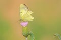 Yellow butterfly with residual wings Royalty Free Stock Photo