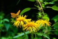 A yellow butterfly sat on a yellow flower. Against the background of trees. Royalty Free Stock Photo