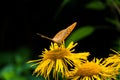 A yellow butterfly sat on a yellow flower. Against the background of trees. Royalty Free Stock Photo