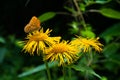 A yellow butterfly sat on a yellow flower. Against the background of trees. Royalty Free Stock Photo
