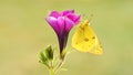 A yellow butterfly sits on a pink flower Royalty Free Stock Photo