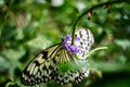 Yellow butterfly on a purple flower