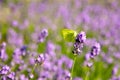 yellow butterfly sitting on violet lavender flower at blooming field. beautiful insect named CABBAGE Royalty Free Stock Photo