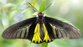 gracious colorful black and yellow butterfly spreading its large wings, beautiful Lepidoptera insect 