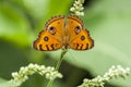 Yellow Butterfly on the Spring Flower in the garden Royalty Free Stock Photo