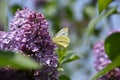 Yellow butterfly stands an flower of lilac