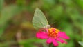 Yellow butterfly sucking pollen on the flower