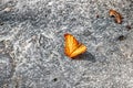 Yellow butterfly in Thailand`s jungle Royalty Free Stock Photo