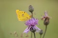 Yellow butterfly on thistle flower Royalty Free Stock Photo