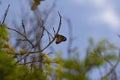 Yellow butterfly on tree branch with blue sky