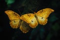 Yellow Butterfly on Tree Branch Royalty Free Stock Photo