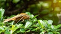 Yellow butterfly on a tree with