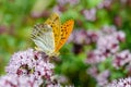 Yellow butterfly on a flowering valerian shrub Royalty Free Stock Photo