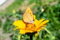 Yellow butterfly on the yellow vibrant chamomile flower Royalty Free Stock Photo