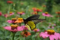 Yellowbalck butterfly watching pink flowers