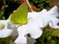 Yellow butterfly on a white flower.