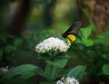 Yellow butterfly on whtie flower and green tree l