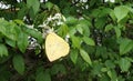 Yellow butterfly on Wild Water Plum flowers Royalty Free Stock Photo