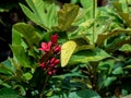 Yellow butterfy on white flower -India Royalty Free Stock Photo