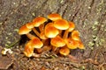 Yellow Button Mushroom Clusterpods