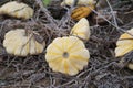 yellow Button squash in the Sand Royalty Free Stock Photo