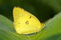 Yellow cabbage butterfly Royalty Free Stock Photo