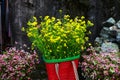 Yellow cabbage flower bamboo basket