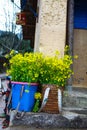 Yellow cabbage flower bamboo basket