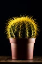 Yellow cactus in brown pot Royalty Free Stock Photo