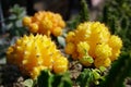 Yellow Cactus Royalty Free Stock Photo