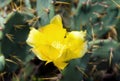 Yellow cactus flower Royalty Free Stock Photo