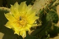 Yellow Cactus flower