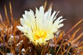 Yellow cactus flower Royalty Free Stock Photo