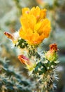 Yellow Cactus Flower Royalty Free Stock Photo