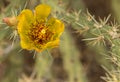 Yellow Cactus Flower in Arizona Desert Royalty Free Stock Photo