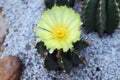 The yellow Cactus Flower Blooming in The Garden Royalty Free Stock Photo