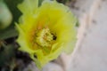 Yellow cactus flower with bee collecting pollen