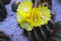 The yellow Cactus Flower Blooming in The Garden Royalty Free Stock Photo