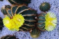 The yellow Cactus Flower Blooming in The Garden Royalty Free Stock Photo