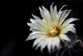 A yellow cactus flower blooming Mammillaria Beneckei